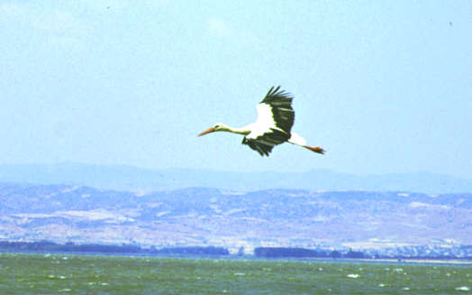 Fotogalerie: Frankreich, Gorges du ...